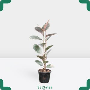 گلدان فیکوس شرابی بزرگ مقاوم