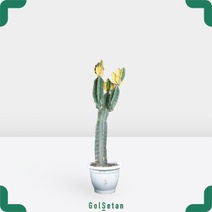 پریانوس سرئوس پیوندی ابلق