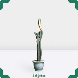 کاکتوس کلکسیونی پریانوس صخره ای ابلق پیوندی