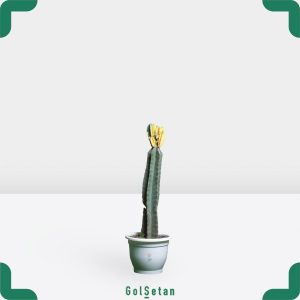 پریانوس سرئوس پیوندی