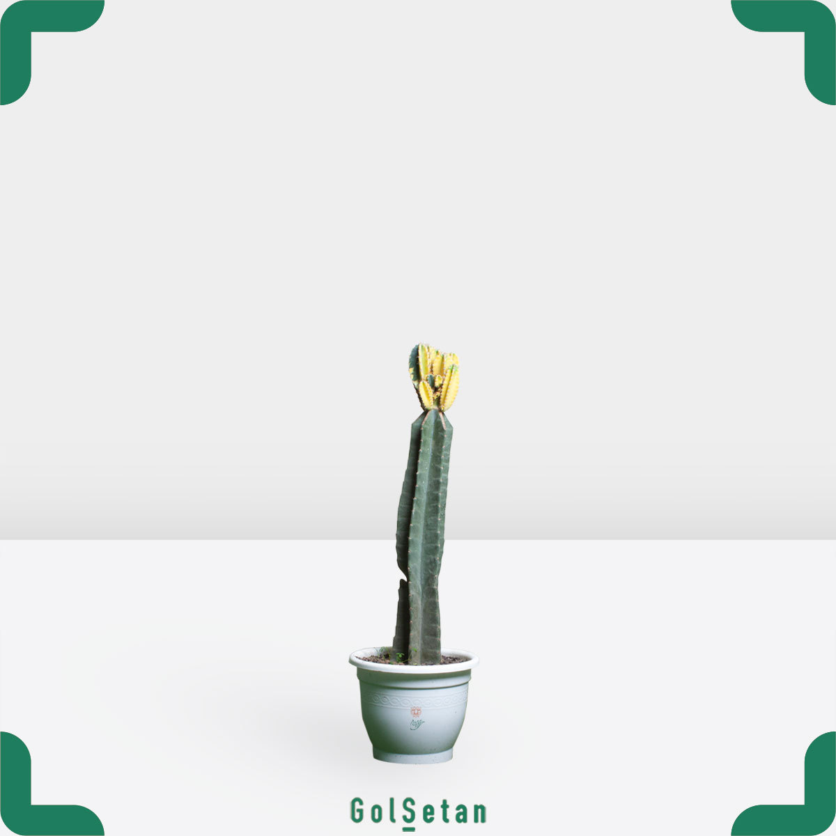 graft-cereus-plant-pot پریانوس سرئوس پیوندی زیبا و خاض