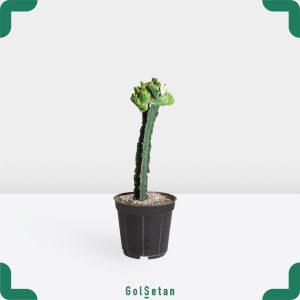 افوربیا لاکتی سبز