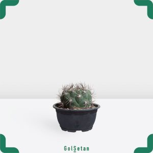 گلدان ژومینو بروچی