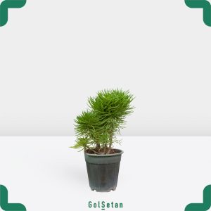 گلدان ساکولنت هیمالیا زیبا