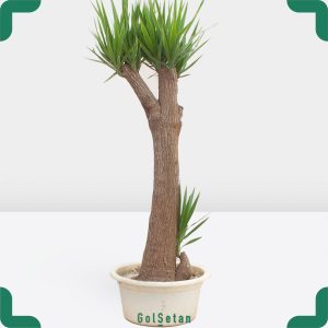 یوکا 70 ساله دو شاخه مقاوم