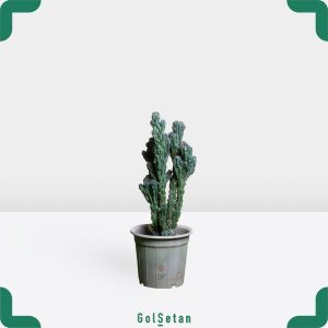 کاکتوس صخره ای بزرگ