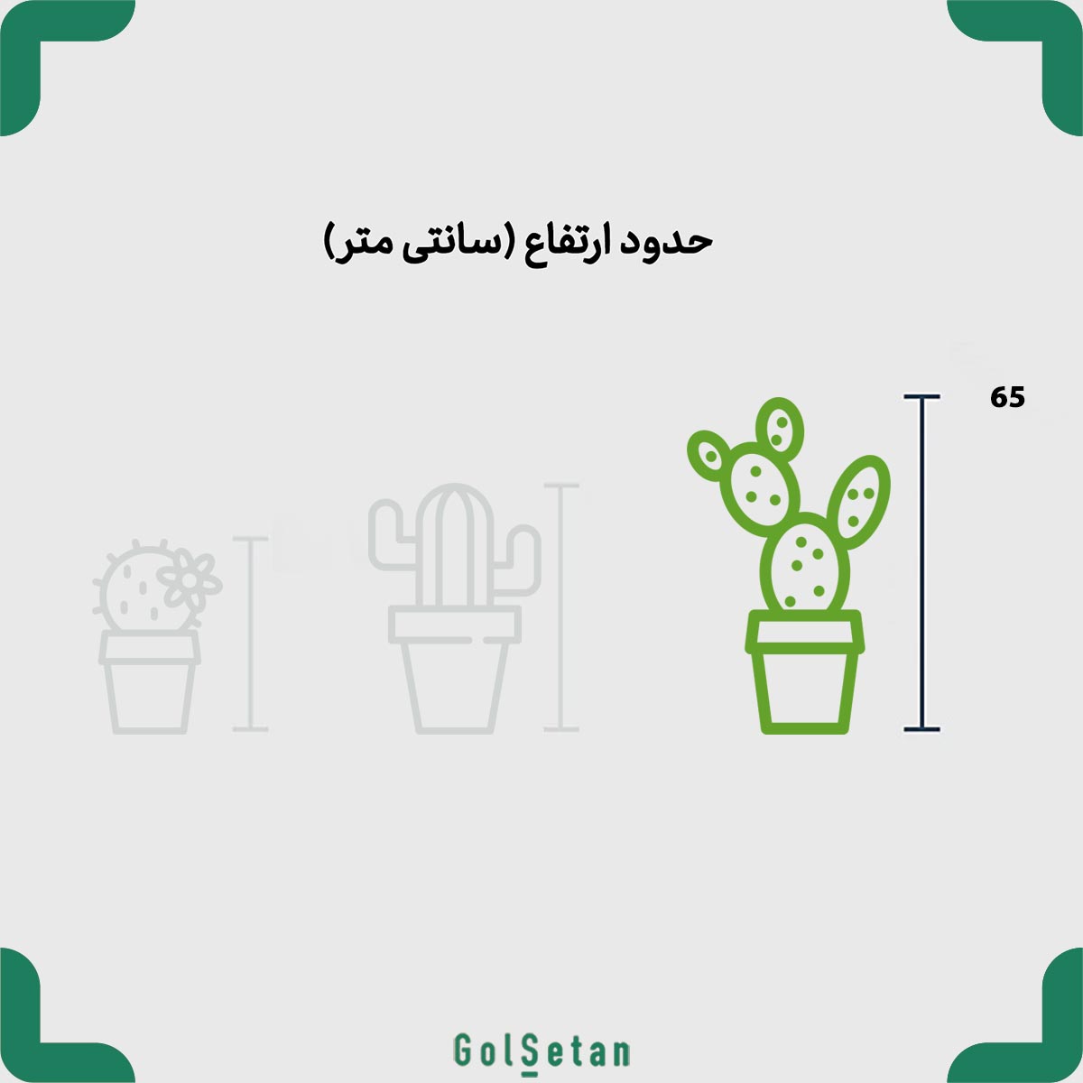 larg-cereus-peruvianus-monstrose-pot-size ابعاد کاکتوس صخره ای بزرگ