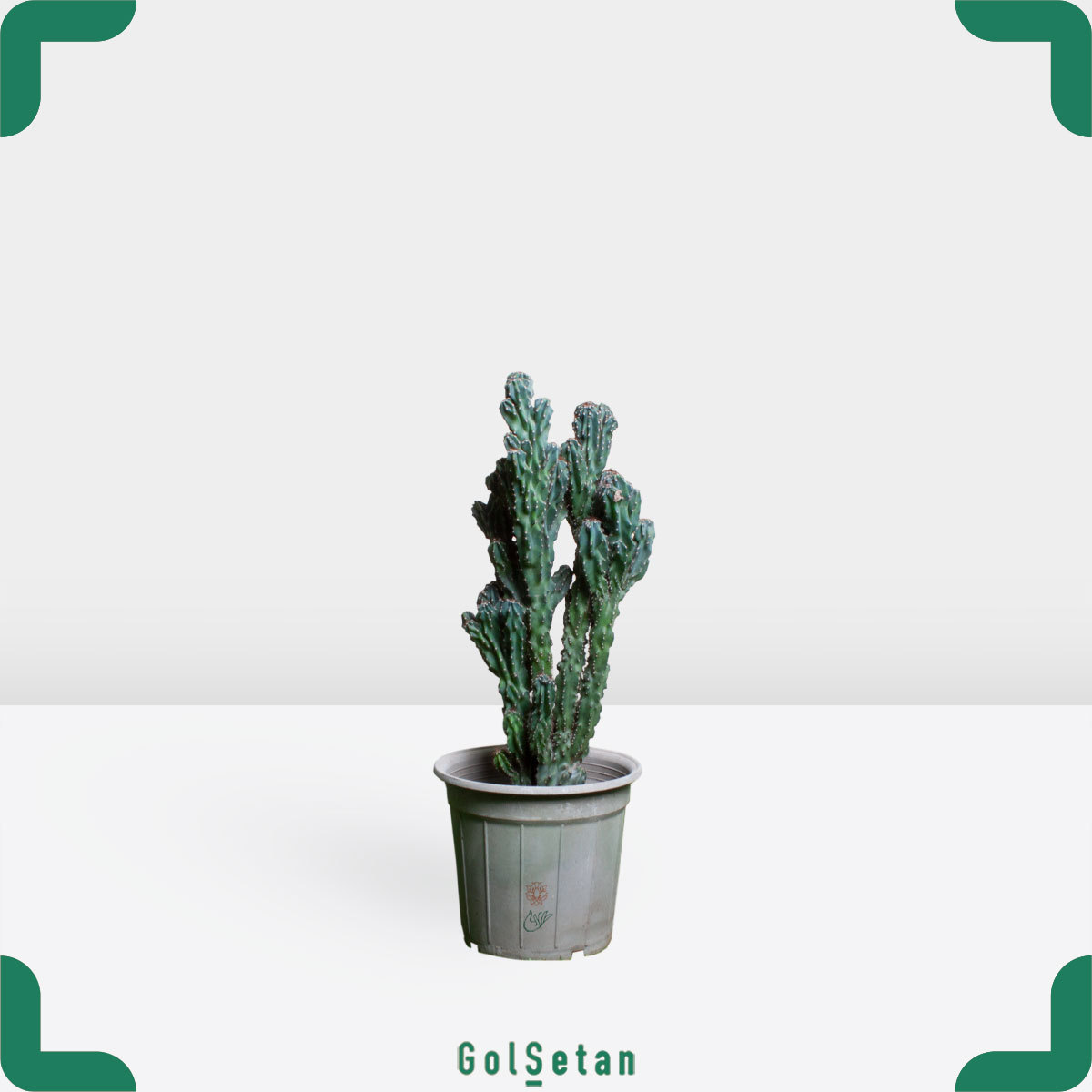 larg-cereus-peruvianus-monstrose-pot کاکتوس صخره ای بزرگ