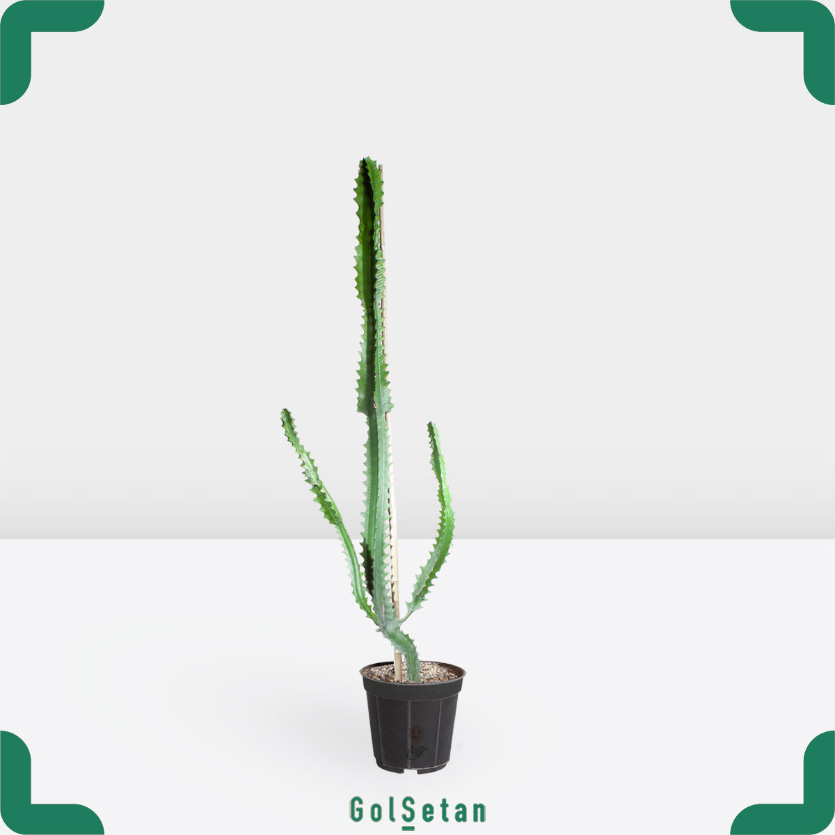 large-euphorbia-pot افوربیا آنتی کروم بزرگ