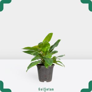 گلدان فیلودندرون نئون خاص