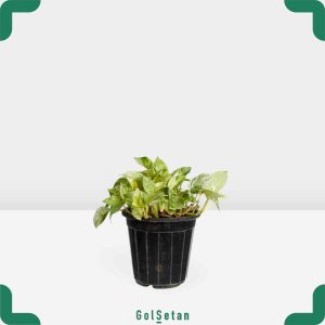 گلدان پوتوس مرمری زیبا