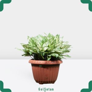 گلدان آگلونما پایه مادری مقاوم