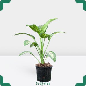 دیفن باخیا متوسط زیبا