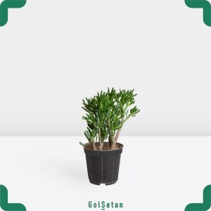 کراسولا سم اسبی متوسط