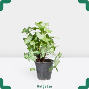 گلدان سینگونیوم سبز متوسط مقاوم