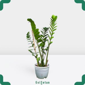 گلدان زاموفیلیا پایه مادری مقاوم