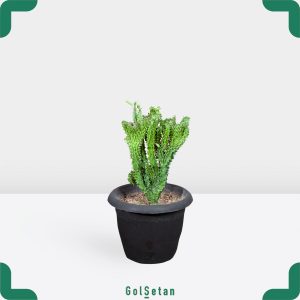 موریگاتا دفورمه خاص