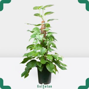 گلدان پوتوس برگ پهن ابلق