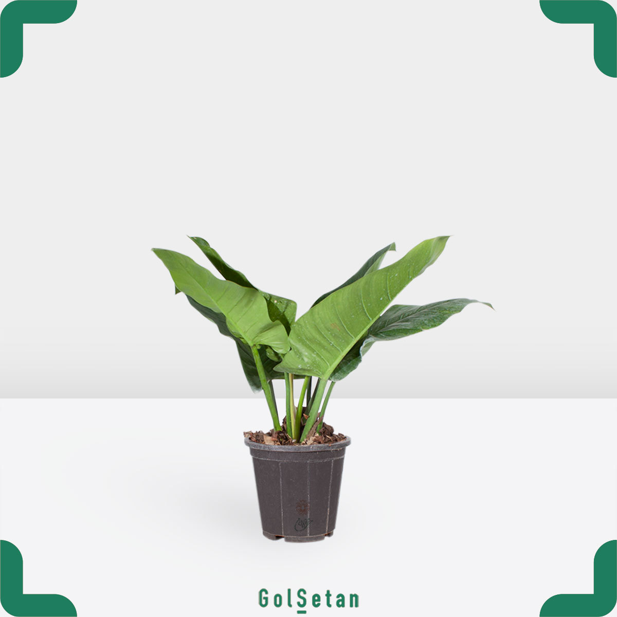 philodendron-erubescens-pot گلدان فیلودندرون گوش گرگی کوچک مقاوم