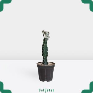 افوربیا لاکتی صورتی