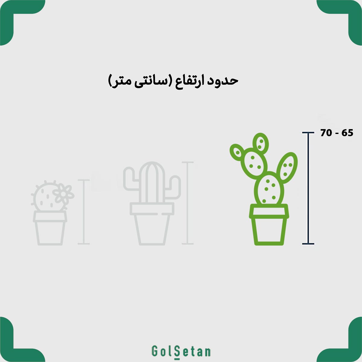 pink-euphorbia-lactea-size ابعاد افوربیا لاکتی صورتی