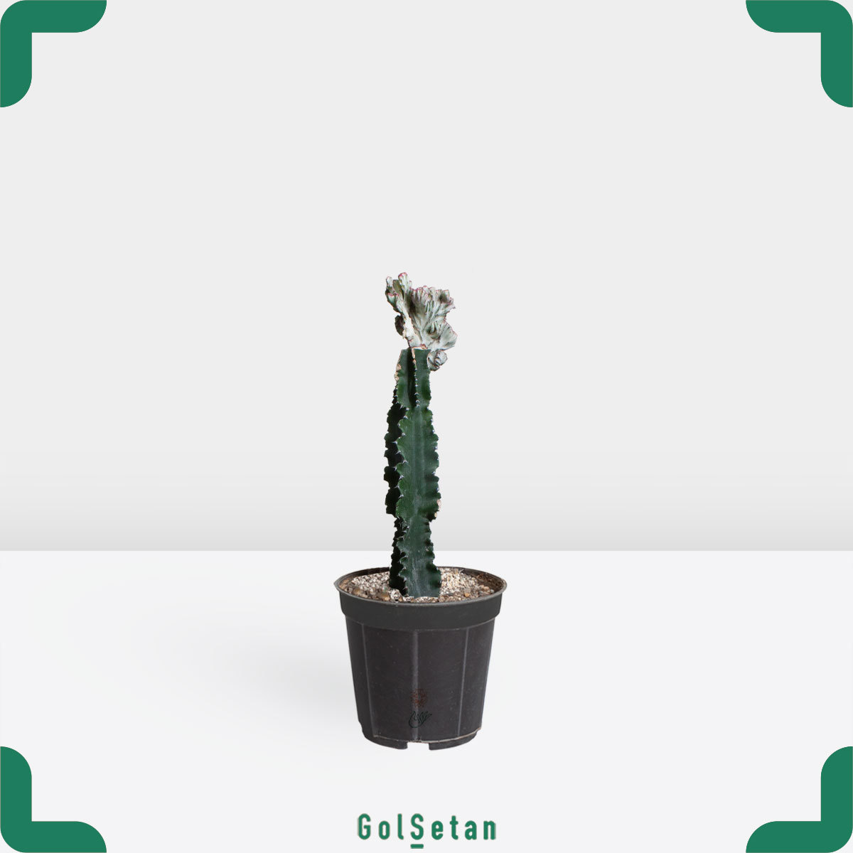 pink-euphorbia-lactea افوربیا لاکتی صورتی