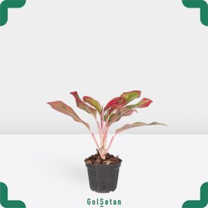 آگلونما قرمز کوچک