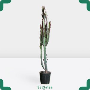 افوربیا تریگونا قرمز زیبا و جذاب