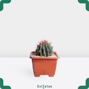 کاکتوس فرو تیغ قرمز