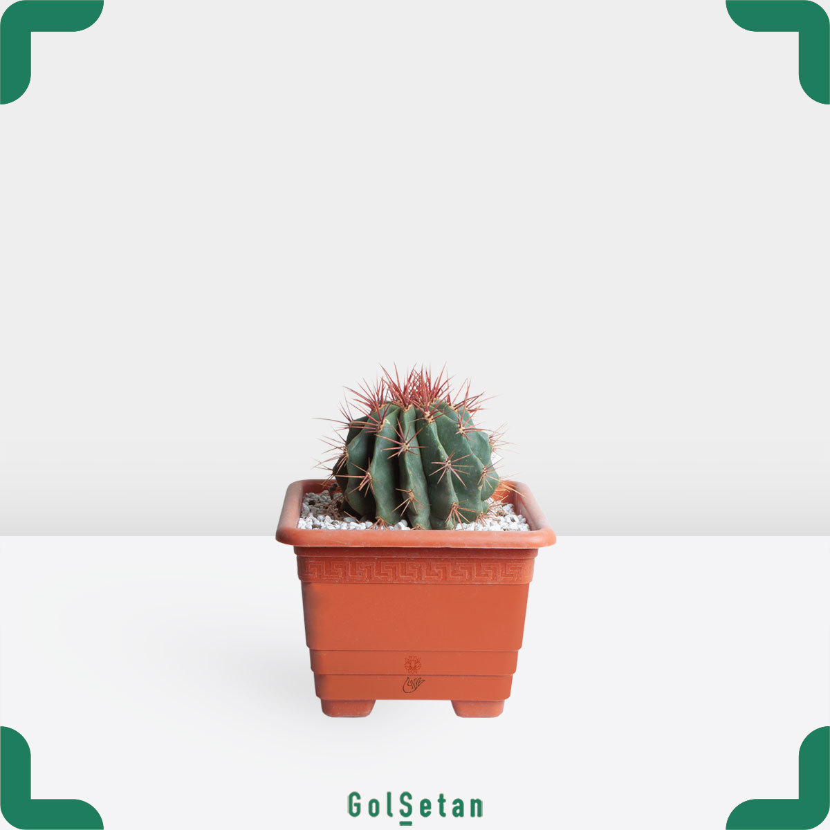 red-razor-cactus کاکتوس فرو تیغ قرمز