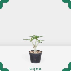 گلدان آدنیوم کوچک جذاب