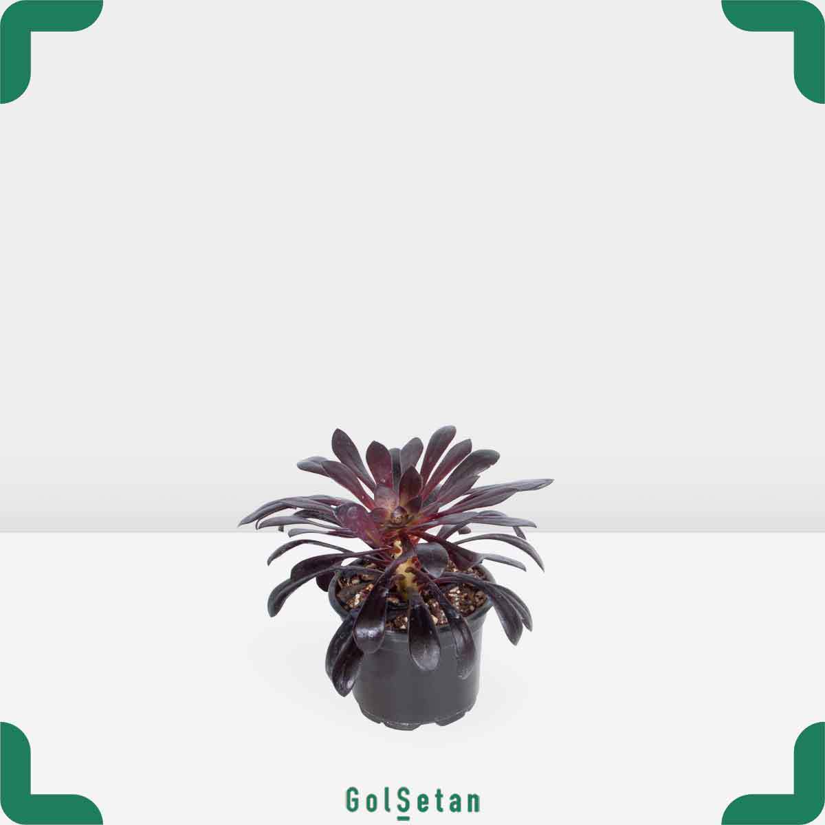 small-aeonium-pot گلدان آئونیوم بلک کوچک خاص