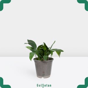 گلدان برگ عبایی کوچک جذاب