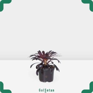 گلدان آئونیوم بلک کوچک زیبا