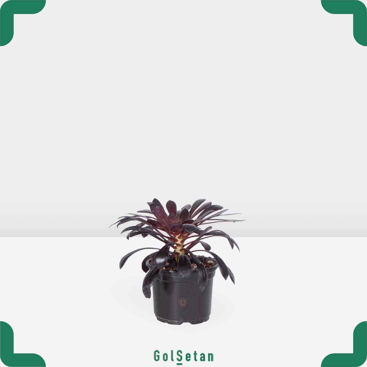 small-black-aeonium-pot گلدان آئونیوم بلک کوچک زیبا