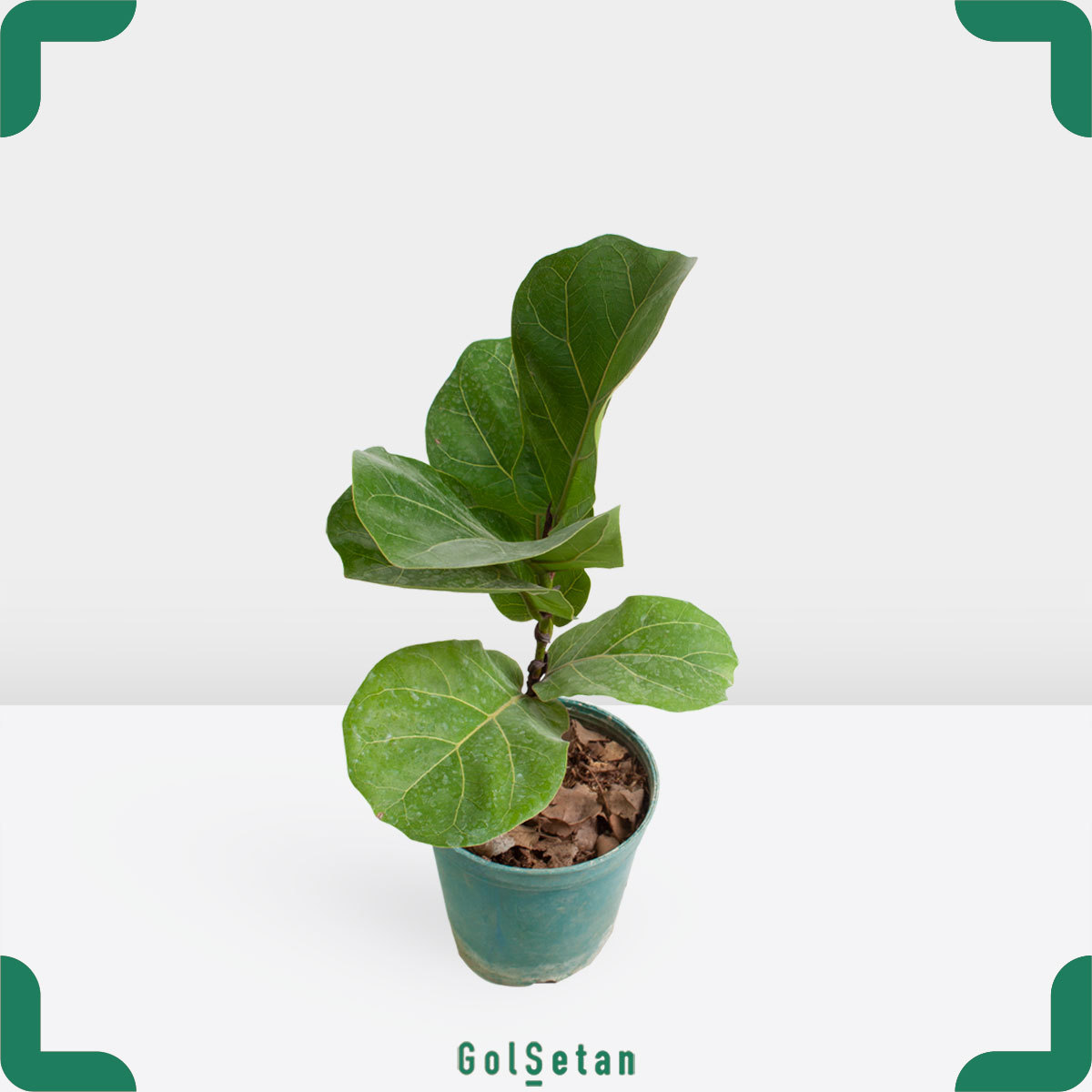 small-leaves-ficus-lyrata-pot فیکوس لیراتا برگ ریز کوچک زیبا