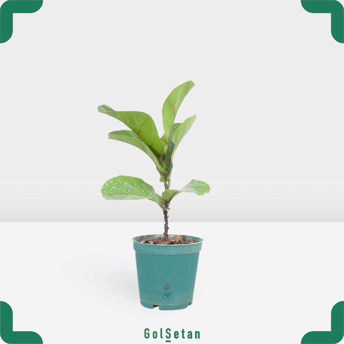 small-leaves-ficus-lyrata فیکوس لیراتا برگ ریز کوچک مقاوم