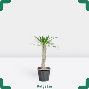 نخل ماداگاسکار کوچک زیبا