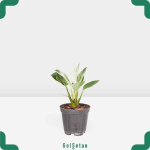 گلدان فیلودندرون برکین کوچک خاص