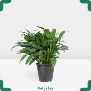 اسپاتی فیلوم متوسط زیبا