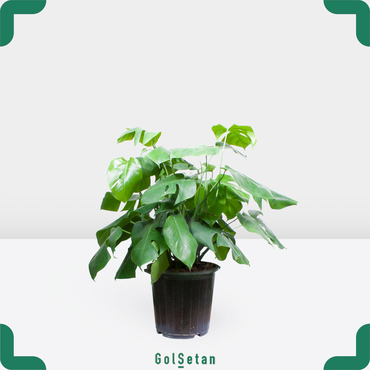 swiss-cheese-plant-pot گلدان برگ انجیری