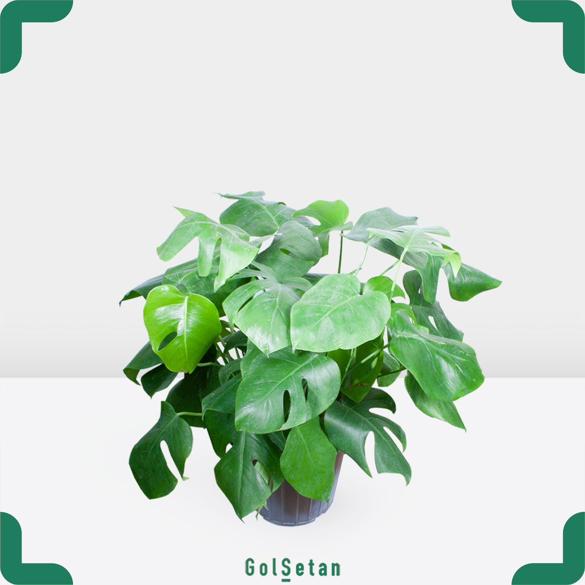 swiss-cheese-pot گلدان برگ انجیری زیبا و خاص