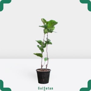 فیکوس لیراتا مینیاتوری دو ساقه خاص