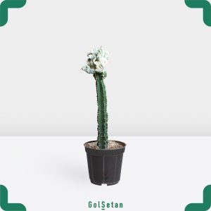 افوربیا لاکتی سفید