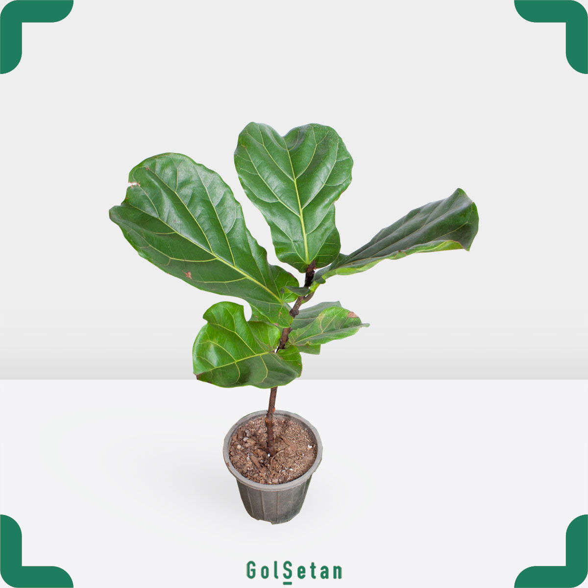 wide-leaves-ficus-lyrata-pot لیراتا برگ پهن کوچک مقاوم