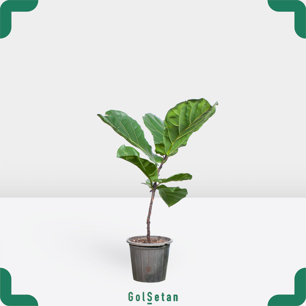 wide-leaves-ficus-lyrata لیراتا برگ پهن کوچک جذاب