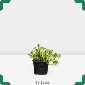 گلدان پتوس ارتشی خاص