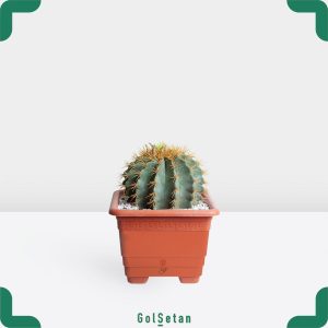 کاکتوس فرو تیغ زرد