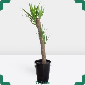 یوکا سی ساله