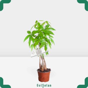 پاچیرا پنج تنه زیبا